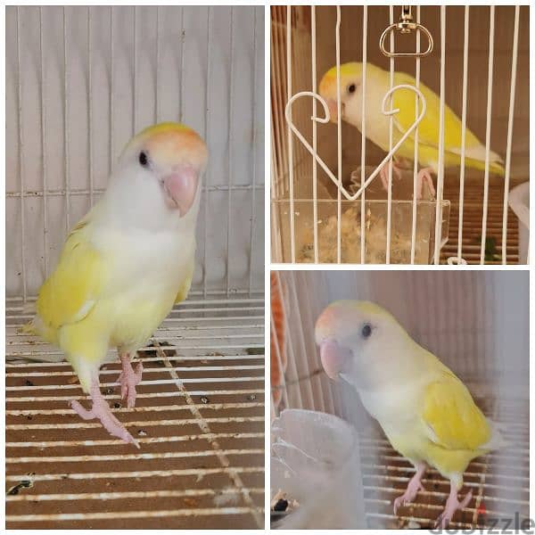 creamino lovebird 0