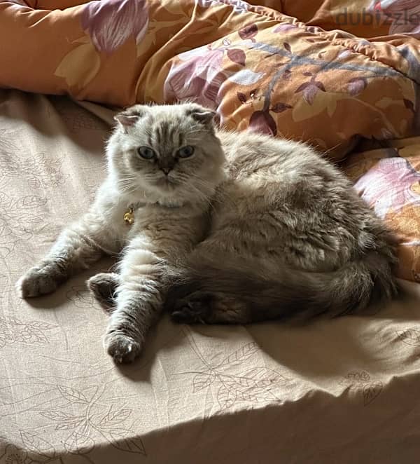 Scottish Fold Cat For Sale 3