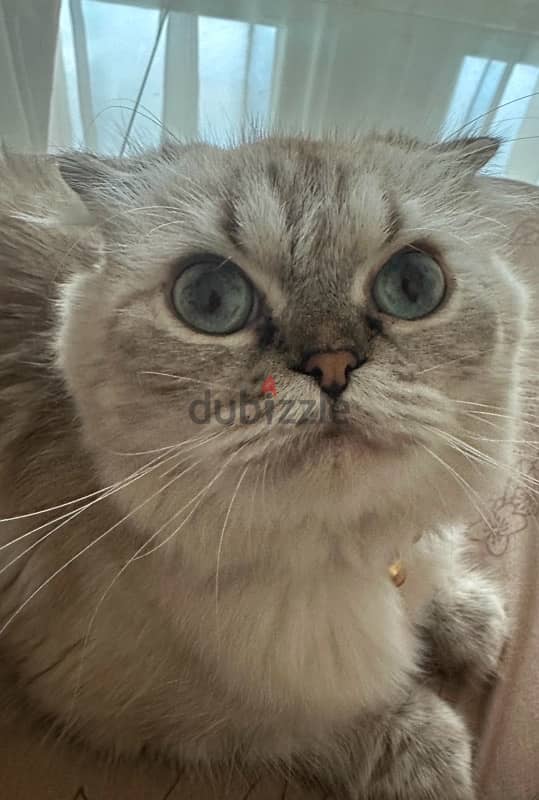 Scottish Fold Cat For Sale 5