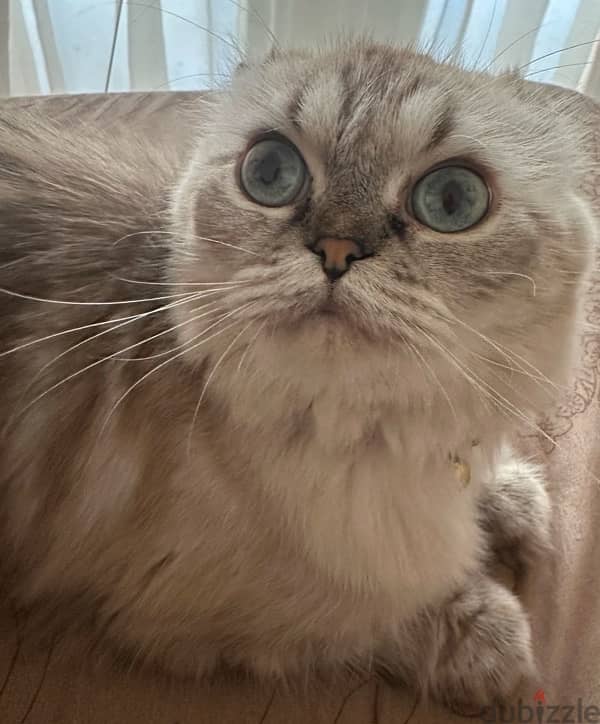 Scottish Fold Cat For Sale 6