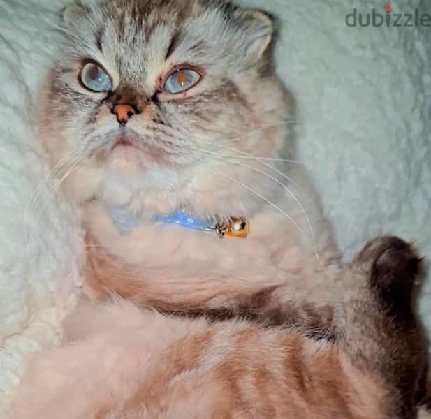 Scottish Fold Cat For Sale 9