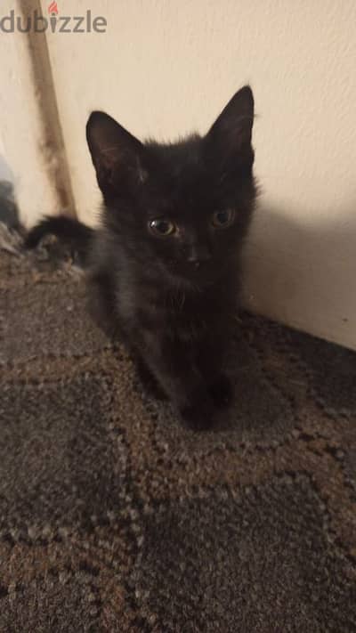 kitten for adoption