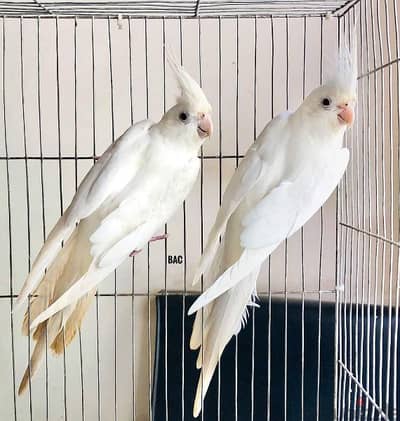 albino