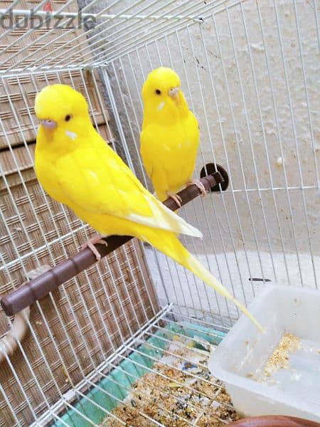 RED Eyes Budgies Pair 0