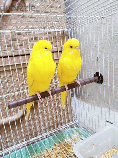 RED Eyes Budgies Pair 1