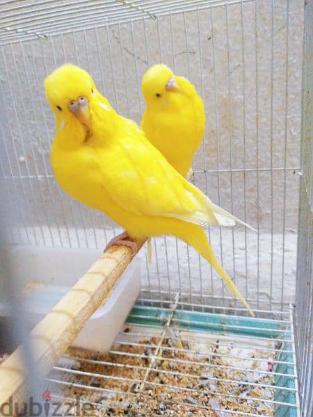 RED Eyes Budgies Pair 2