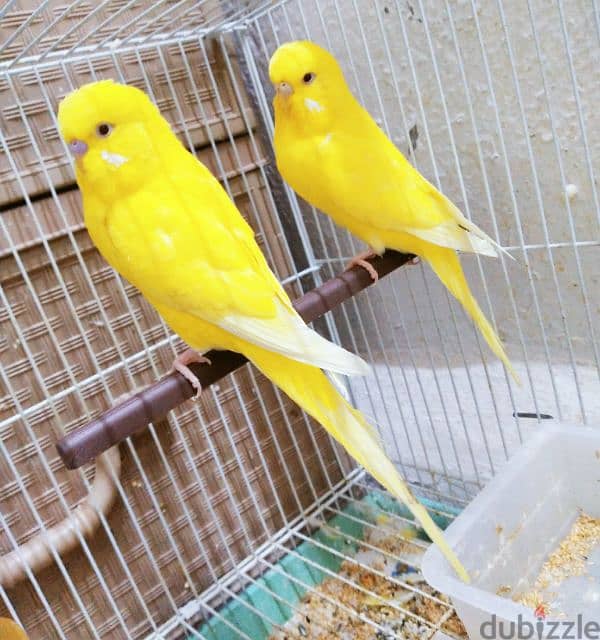 RED Eyes Budgies Pair 3