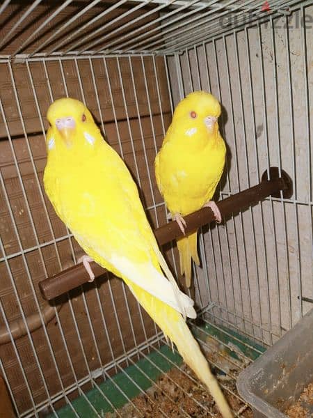 RED Eyes Budgies Pair 4