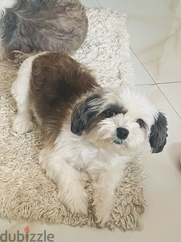 shih tzu 1