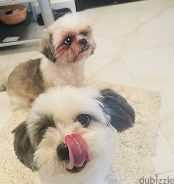 shih tzu 2