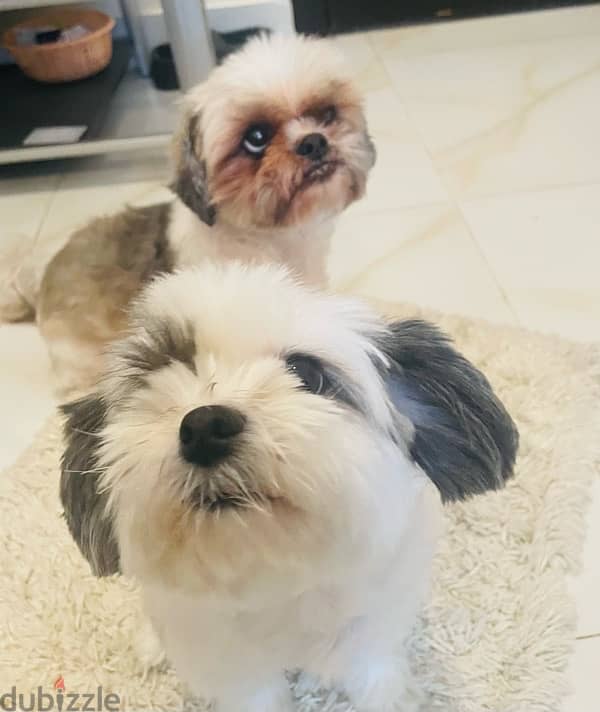 shih tzu 4