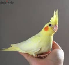 Tamed cockatiel lutino 0