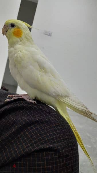 Tamed cockatiel lutino 1