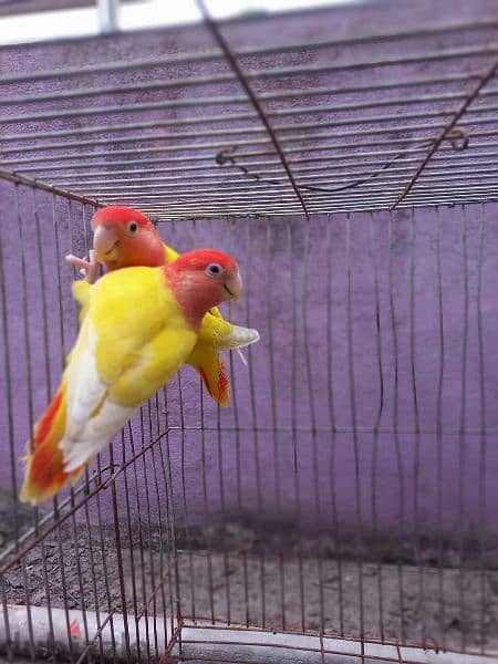 Red opaline lovebirds pair 0