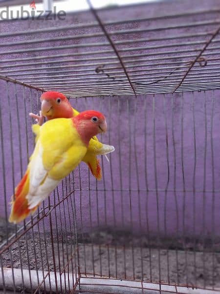 Red opaline lovebirds pair 1