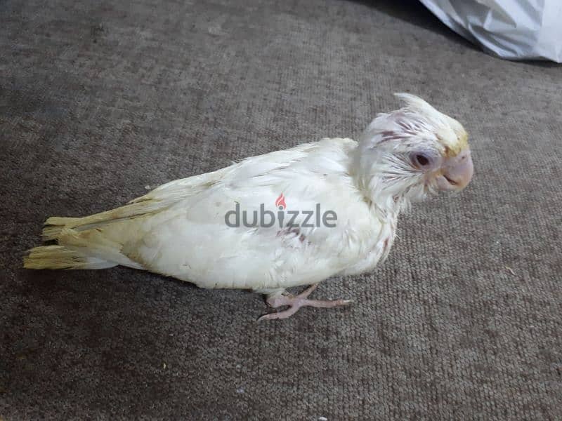 cocktail red eye bird urgent for sale 0