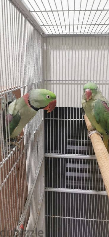 Alexandrine pair 1