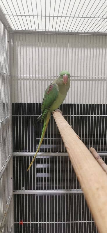 Alexandrine pair 2