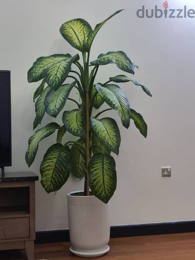 Dieffenbachia