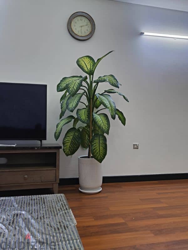 Dieffenbachia Maroba plant for sale 1