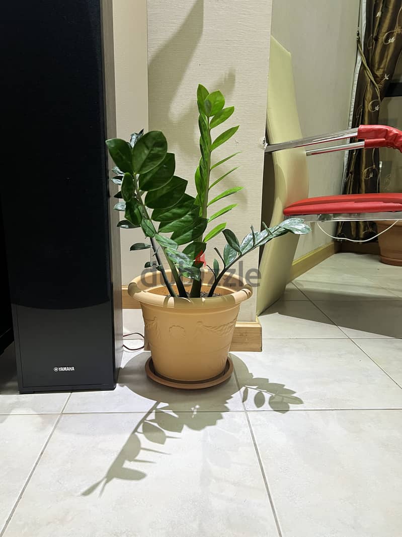 Indoor Plants for Sale 0