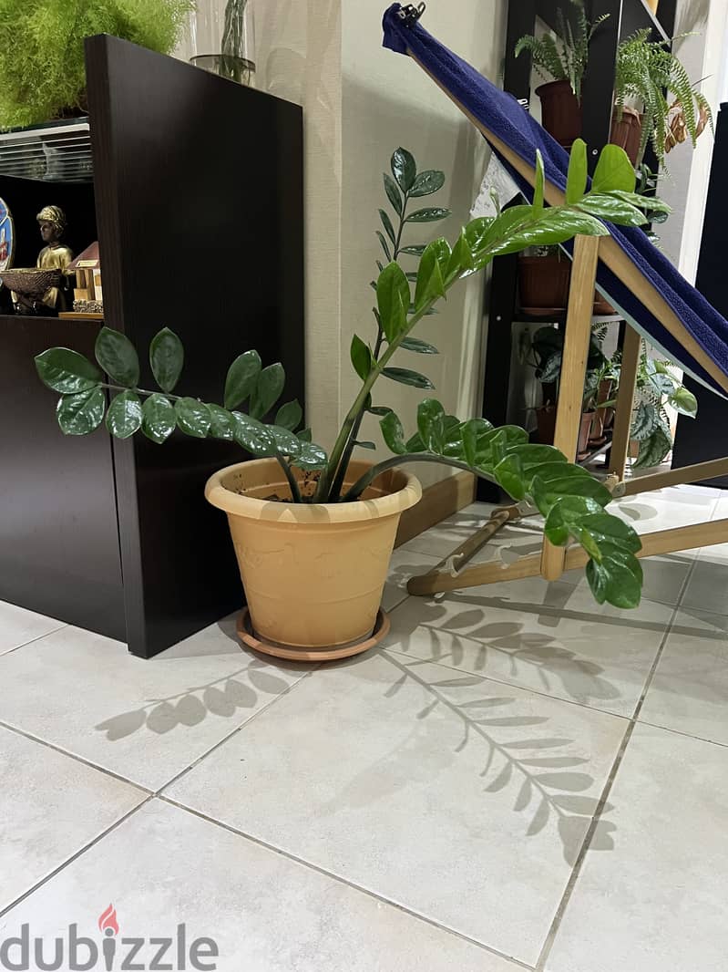 Indoor Plants for Sale 1