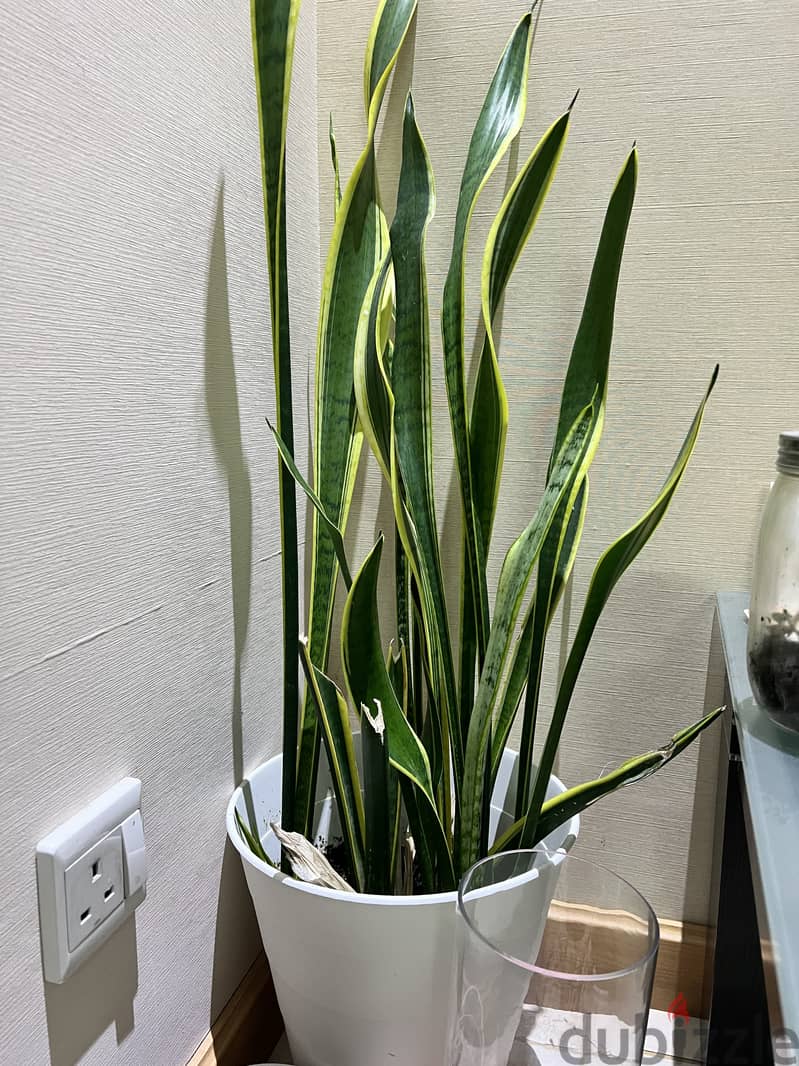 Indoor Plants for Sale 2