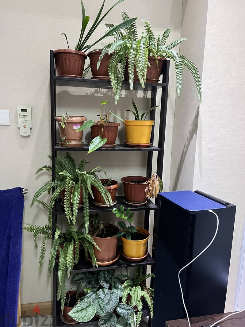 Indoor Plants for Sale 3