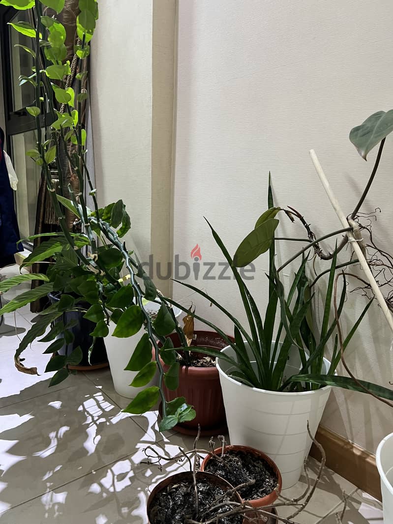 Indoor Plants for Sale 4