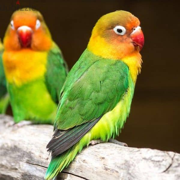 Lovebirds for Sale 0