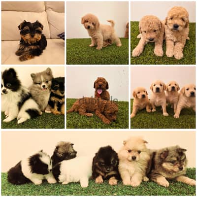 Mini toy poodle, yorkshire, pomeranian, Golden retriever