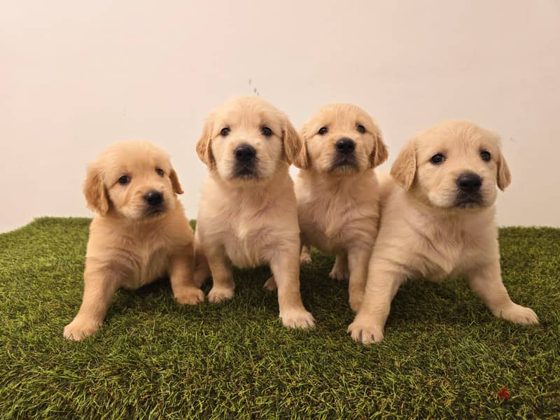 Mini toy poodle, yorkshire, pomeranian, Golden retriever 6