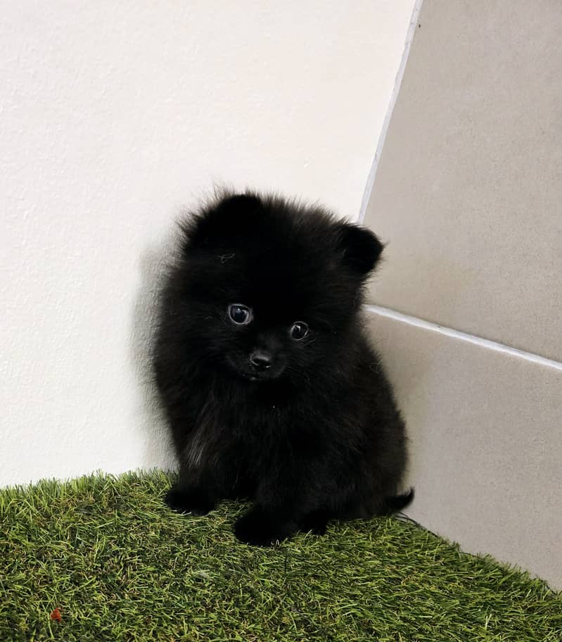 Mini toy poodle, yorkshire, pomeranian, Golden retriever 9