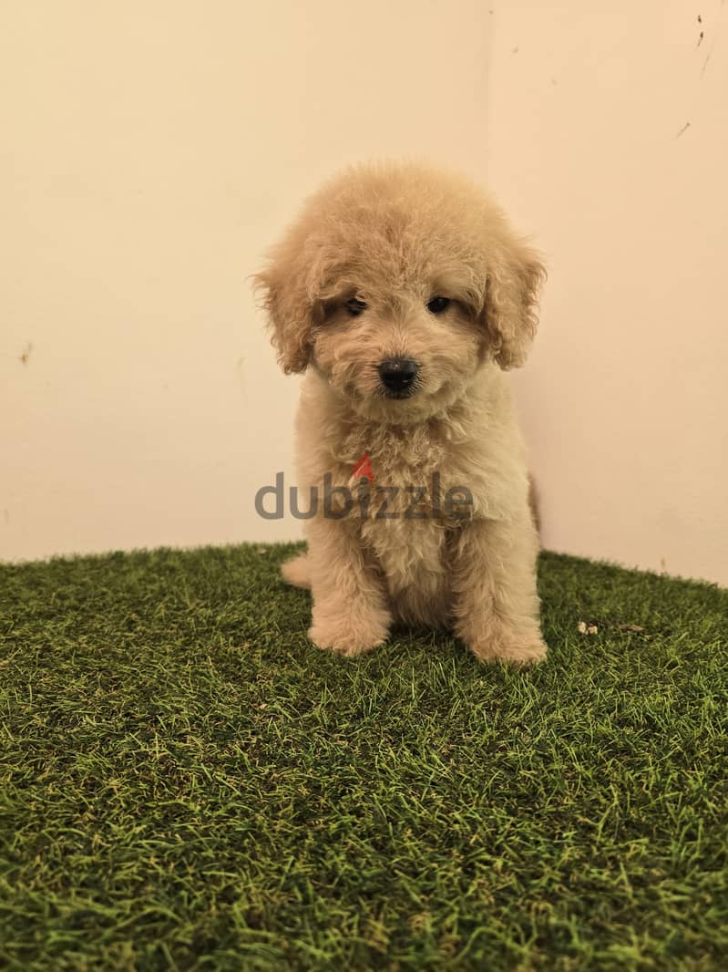 Mini toy poodle, yorkshire, pomeranian, Golden retriever 10