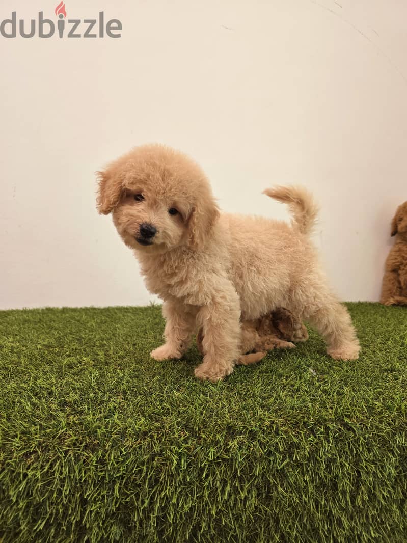 Mini toy poodle, yorkshire, pomeranian, Golden retriever 11