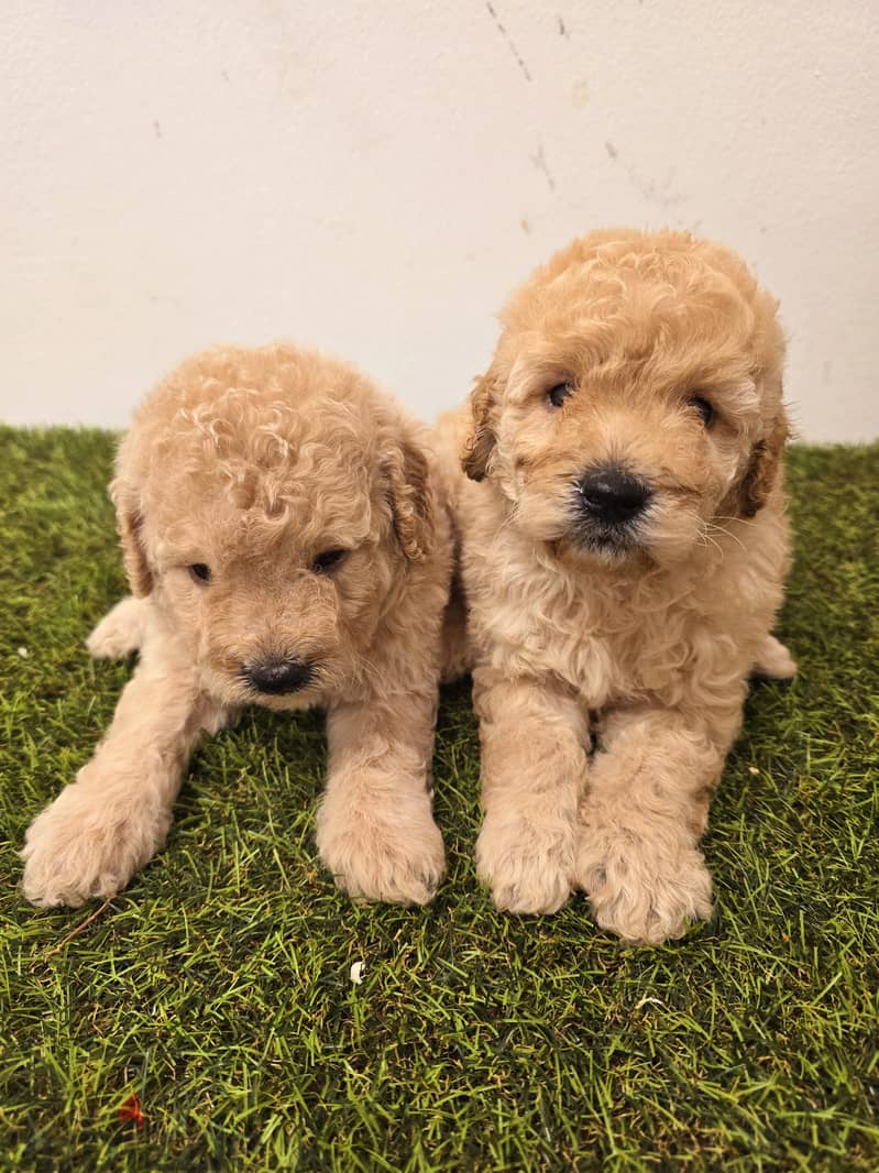 Mini toy poodle, yorkshire, pomeranian, Golden retriever 12