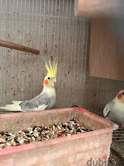 cockatiels