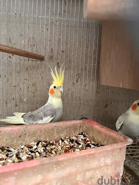 cockatiels pair 0