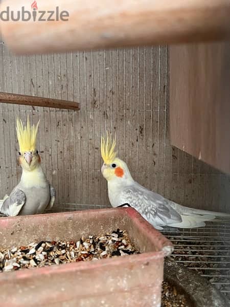 cockatiels pair 1