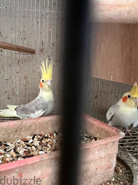 cockatiels pair 2