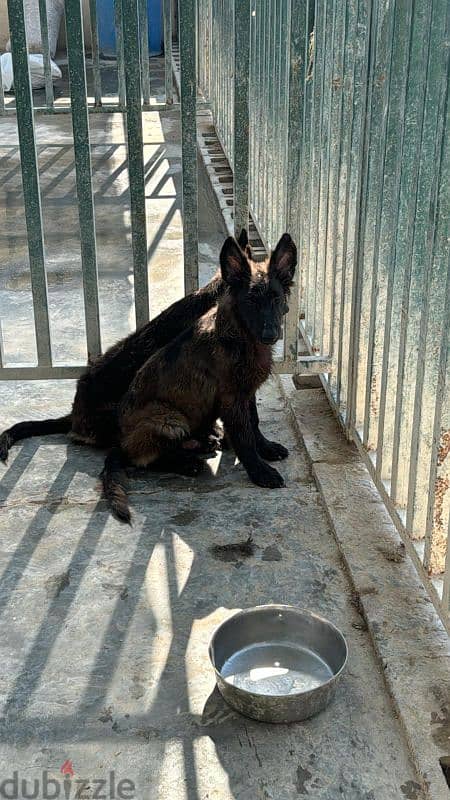 male and female German sheprd puppies royal black 1