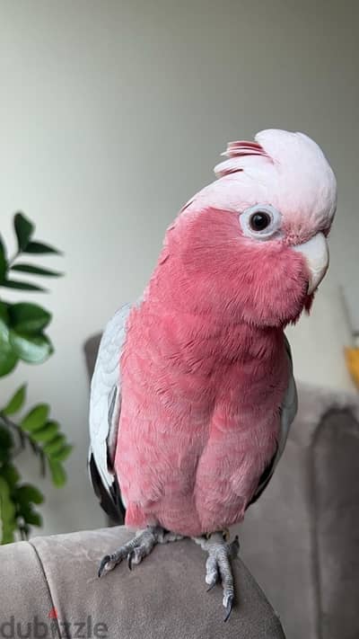 Cockatoo