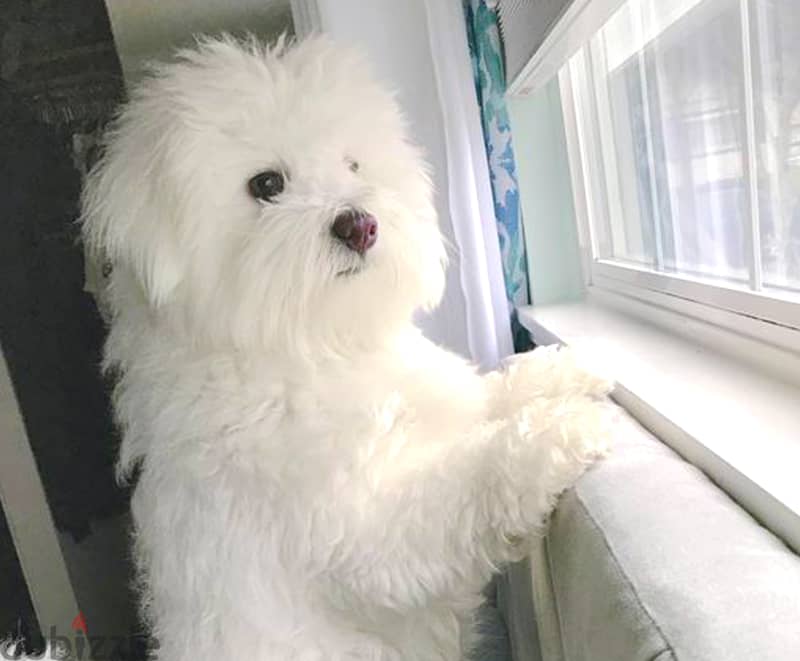 نوادر كلبة بطباط مالطي مدربة , وجميلة beaut Maltese dog, rare Trained 0