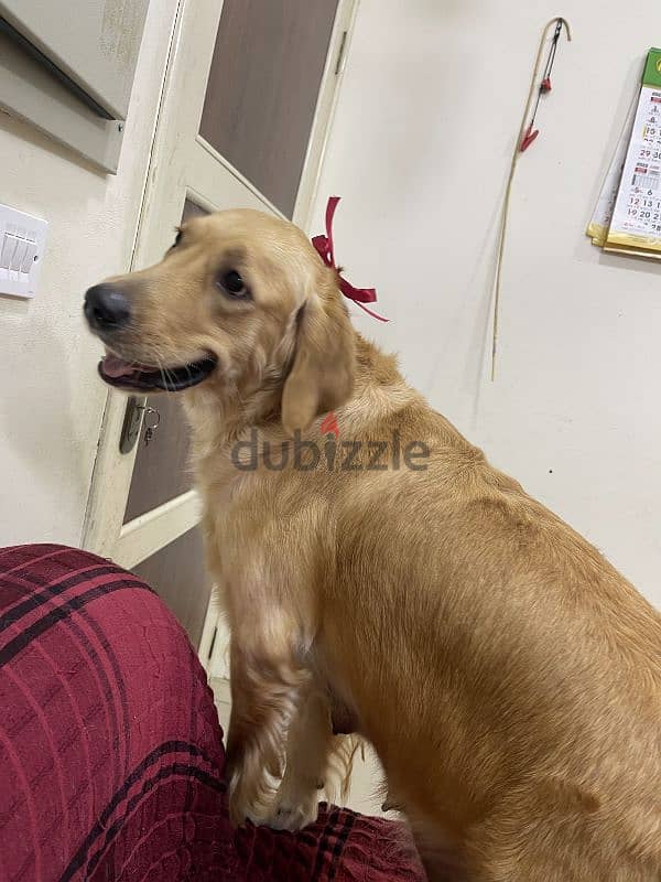 Golden Retriever Female 1