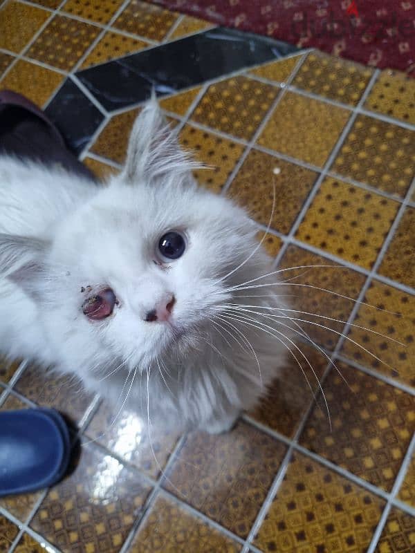 Persian kitten for adoption urgent 0