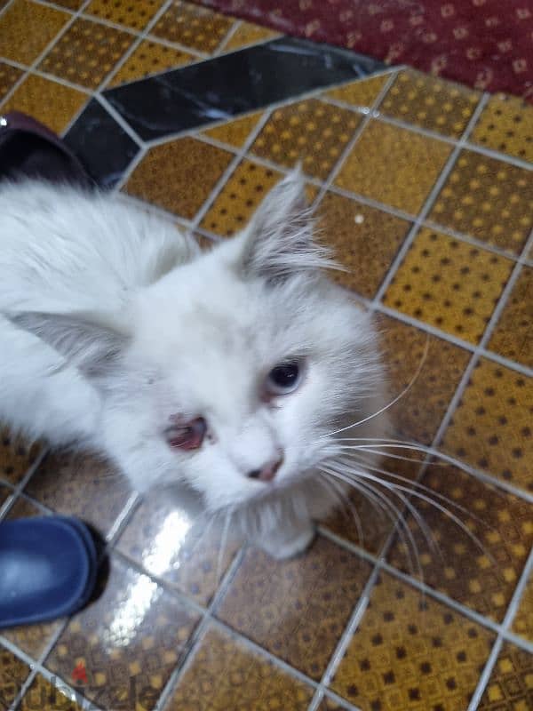 Persian kitten for adoption urgent 1