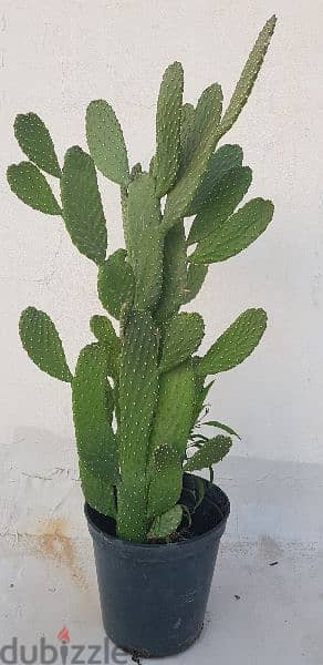 Big Cactus