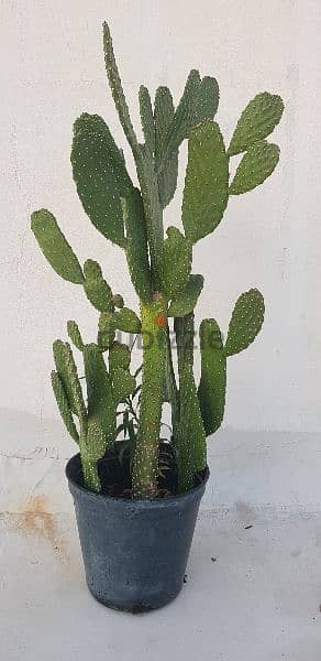 Big Cactus 1