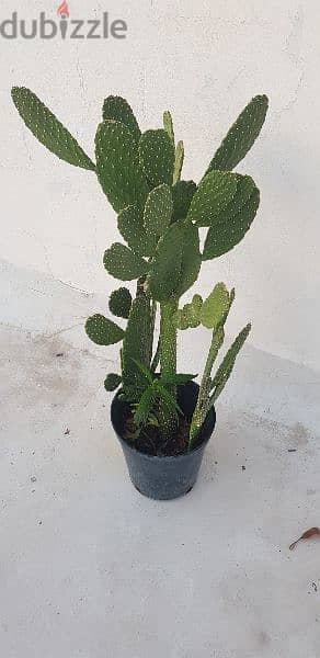 Big Cactus 2