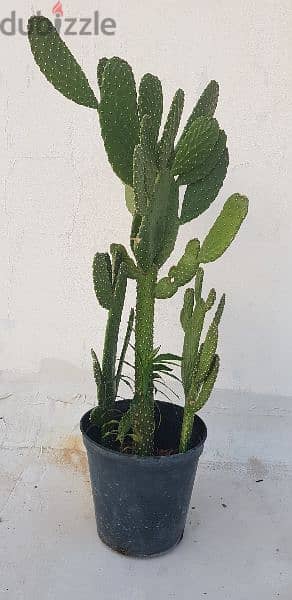 Big Cactus 3